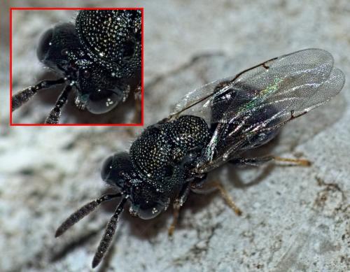Perilampus ruficornis